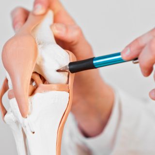 Regeneration des Gelenkgewebes